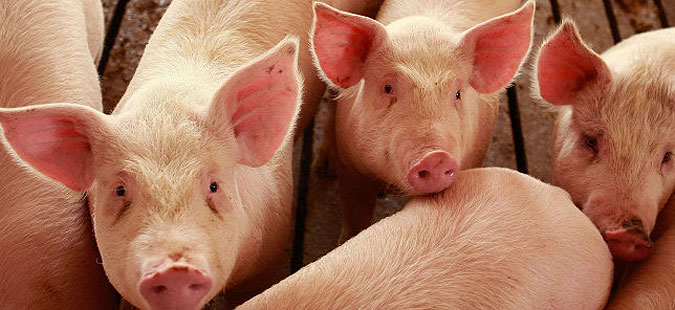 АХВ ја прекинува вакцинацијата на свињи против свинска чума