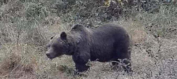 Кичевчани во паника: Со денови маки мачат со мечка која секојдневно ги вознемирува (ФОТО)