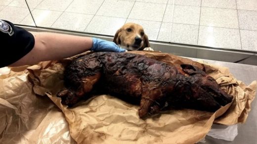 (ФОТО) Го намирисало полициско куче: Се обидел да прошверцува печено прасе во куфер