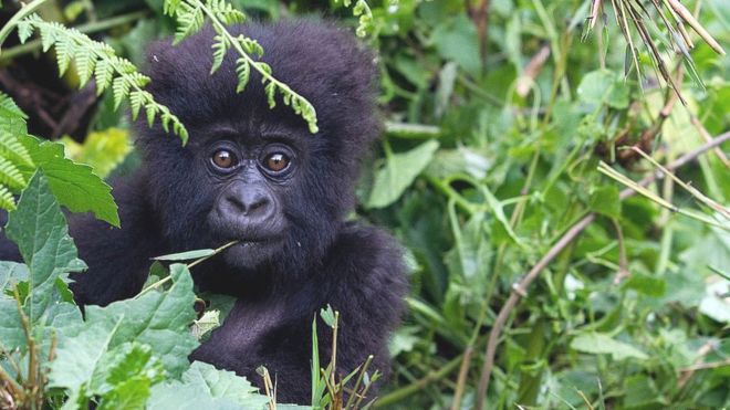 Зголемен бројот на горили, но и натаму се „загрозен вид“