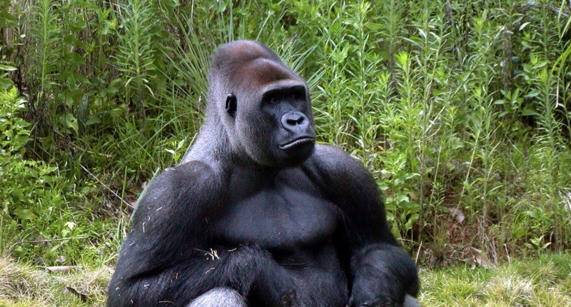 Зголемен бројот на горили, но и натаму се „загрозен вид“