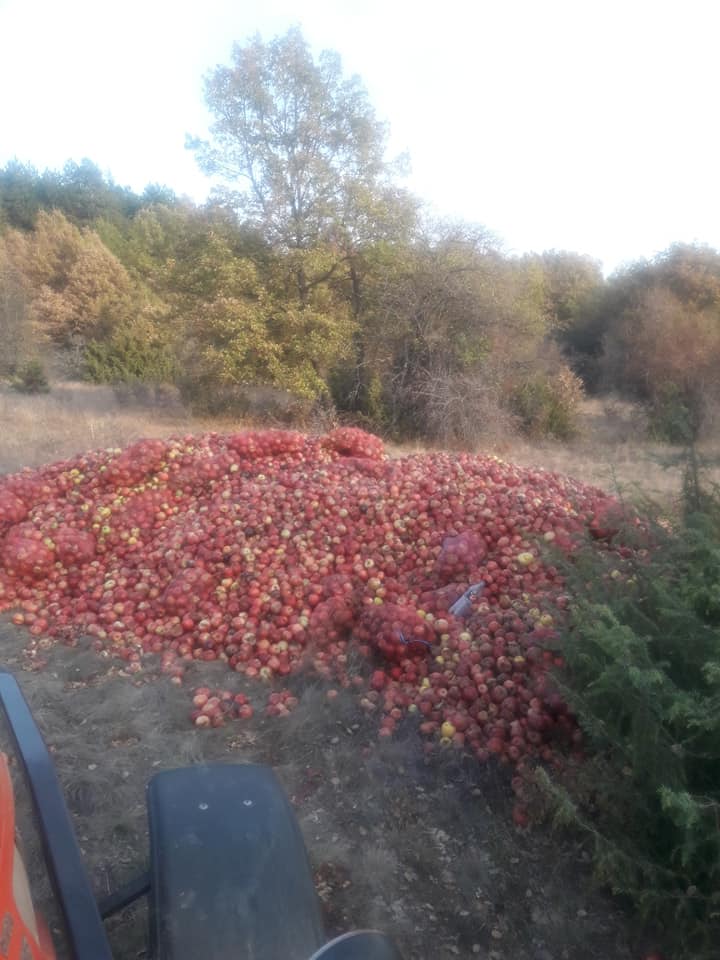 ФОТО: Овоштарите незадоволни од ниската откупна цена ги фрлија јаболката