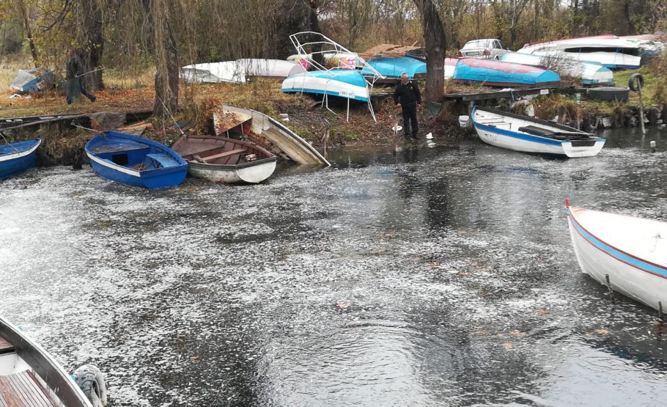 Ужасна глетка во Охридско езеро: Водата побеле од огромна количина мртви риби
