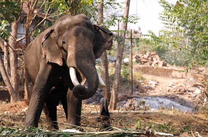 Невнимателен возач удри во слон: Неколку секунди подоцна, човекот беше мртов