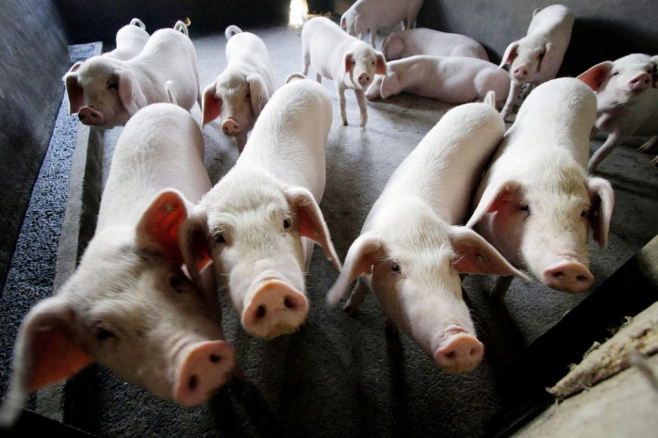 Свинската чума стигна до Пекинг: Од почеток на епидемијата убиени околу 600.000 свињи