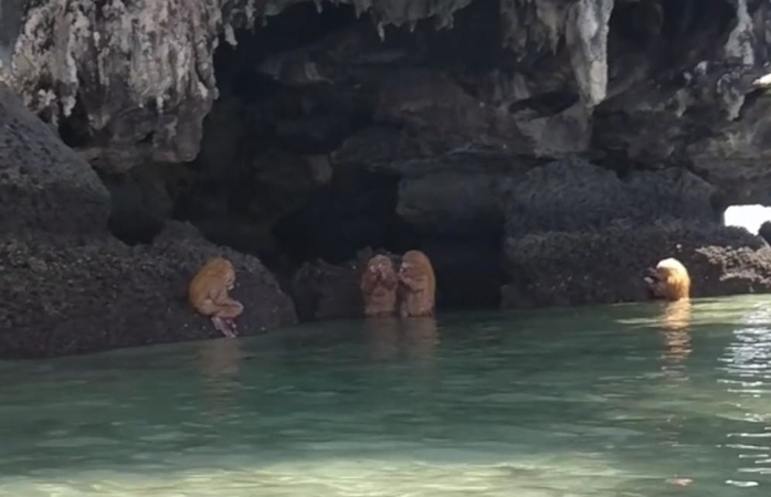 На одмор ги снимија најчудните суштества во водата: Изгледаа како тролови во некој бизарен ритуал, погледнете која е вистината за нив