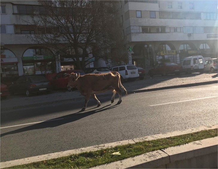 (ФОТО) Крава излезе на чист воздух на „Партизанска“