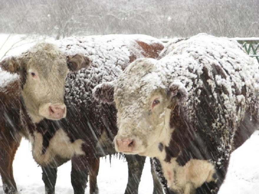 Препораки до одгледувачите на животни при ниски температури