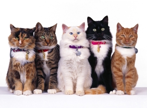 Домашните мачки да не се пуштаат надвор, препорачуваат ветеринарите