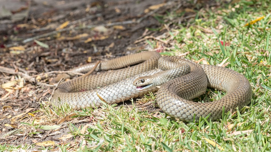 Змија во Зоолошка во Сиднеј ќе биде со име на најомразена нечија поранешна партнерка