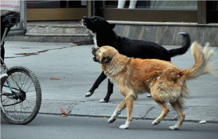 Двајца скопјани испокасани од кучиња скитници во Драчево