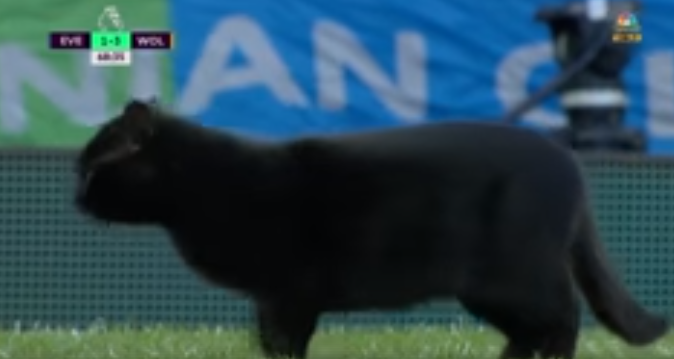 Црна мачка донесе баксуз на теренот и го прекина натпреварот меѓу Евертон и Вулверхемптон (ВИДЕО)