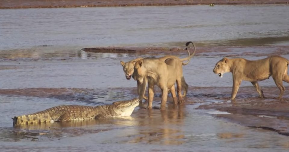 Жестока битка за живот меѓу предатори: Три лавови нападнаа крокодил, потоа почна масакр (ВИДЕО)