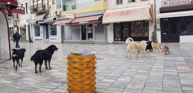 ФОТО: СДСМ и Константин Георгиески немаат капацитет да го решат проблемот со бездомните кучиња