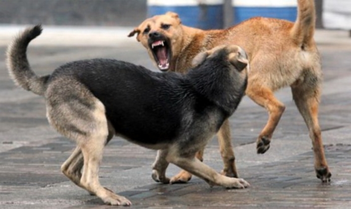 Кумановец и неговото куче каснати од куче скитник