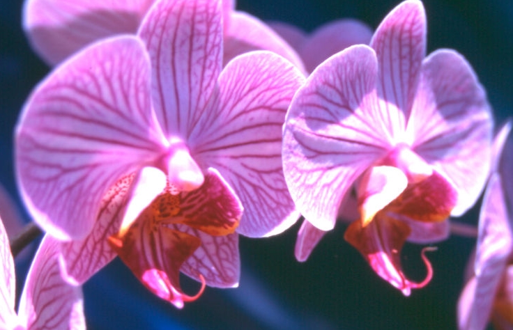 Симболизира љубов и плодност: Зошто денес треба да подарите орхидеја и какво значење има овој цвет?