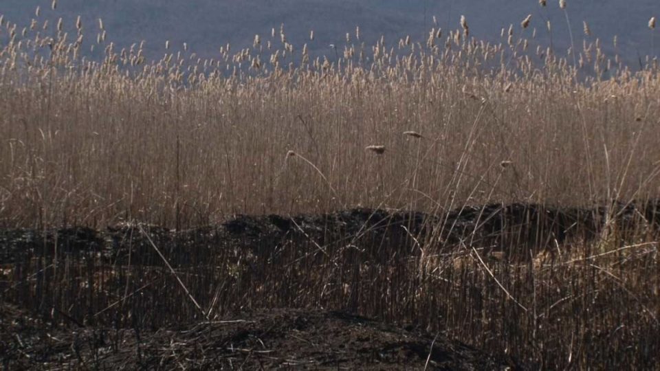 Основното јавно обвинителство Струга поведе постапка против две лица за сечење на трската од езерското крајбрежје