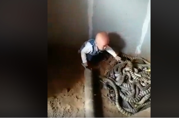 Ќе ве полазат морници и ќе ги осудите родителите: Детенце ставено во легло на змии кои ги допираше со голи раце (ВИДЕО)