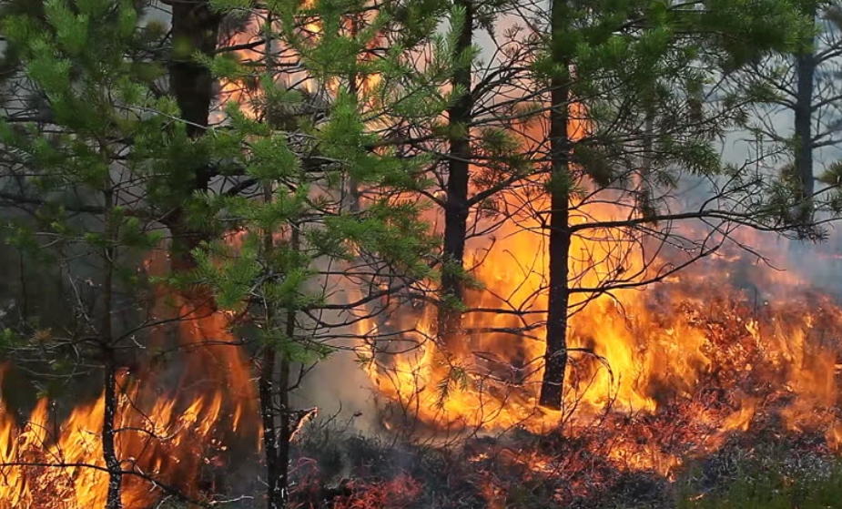 Заев и неговиот директор за заштита и спасување се целосно неспособни да се справат со пожарите
