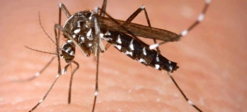 Од понеделник ќе се изврши терестрична дезинсекција против возрасни форми на комарци