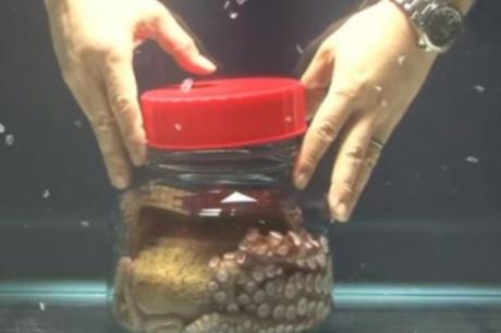 ВИДЕО: Научник затвори октопод во тегла, а неговата реакција мора да ја погледнете
