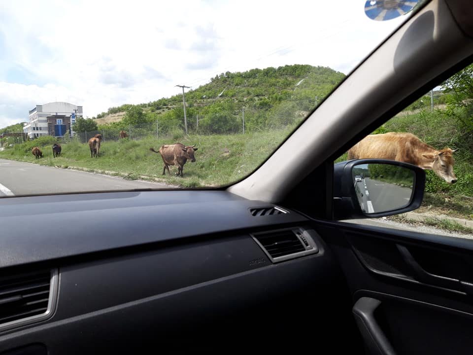 Крави шетаат на автопатот Скопје-Тетово: „Македонија пат“, како сте?