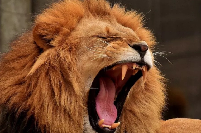 Вработена во австралиска Зоолошка градина нападната од два лава