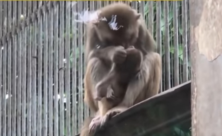 Ова ќе ви го скрши срцето: Мајмунка тагува по смртта на своето бебе (ВИДЕО)