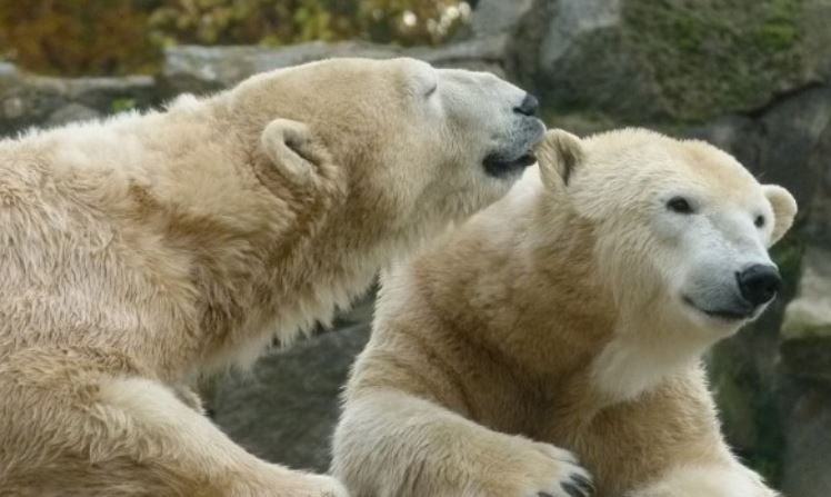 Бројот на белите мечки во Арктикот во пораст