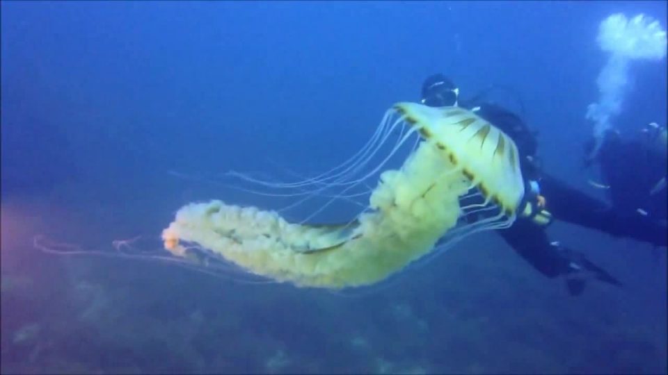 Внимавајте доколку одите на одмор на Јадранско Море- се појави отровната „компас-медуза“