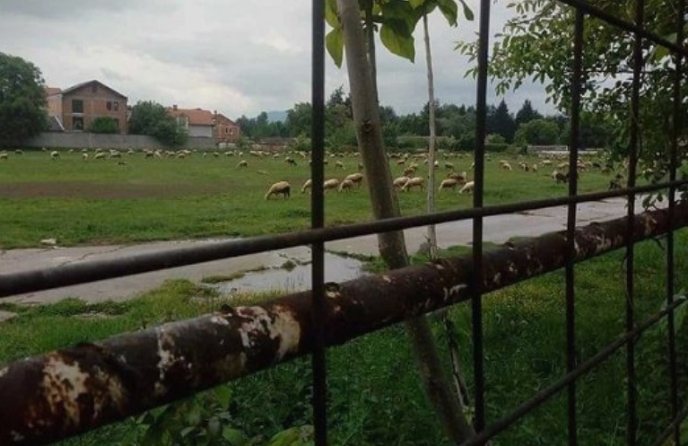 (ФОТО) Овци ја пасат тревата на тетовскиот стадион