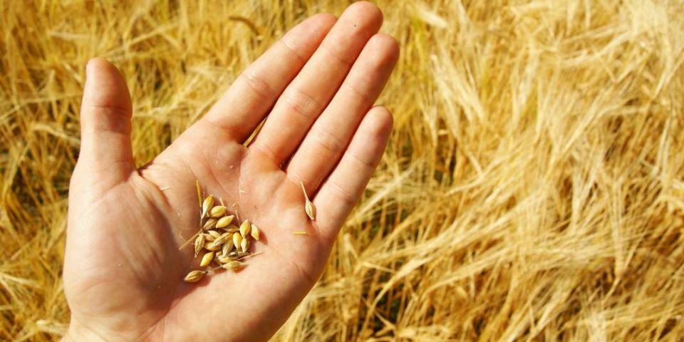Папата Франциск: Не ја користете пченицата како воено оружје