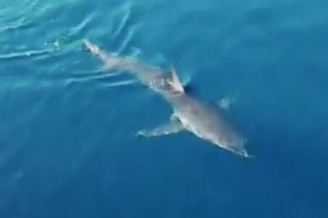 Рибари во Грција уловиле ајкула тешка 330 килограми