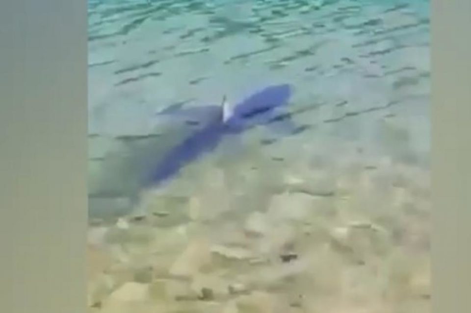 Паника на Јадранот: Огромна бела ајкула допливала на самиот брег, туристите бегаа од водата, а жителите изненадени! (ВИДЕО)