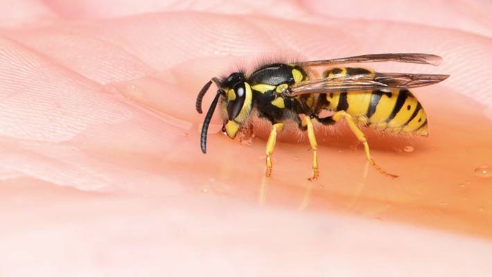 Ако ве касне оса или пчела – ова ќе ве спаси од болка и отоци!