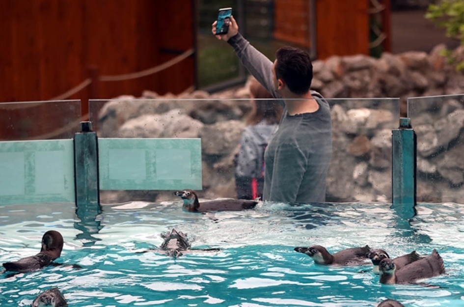 Ќе посакате да ја посетите белградската зоолошка: Новата атракција се слатките пингвини (ФОТО)