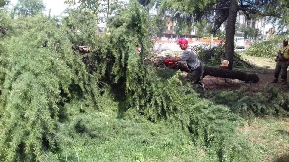 Шилегов сече дрва во општина Аеродром