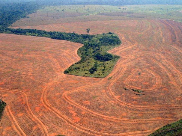 Амазонска прашума исчезнува со брзина од три фудбалски игралишта во минута