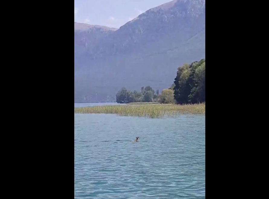ВИДЕО: Еленче плива во Охридско кај Свети Наум
