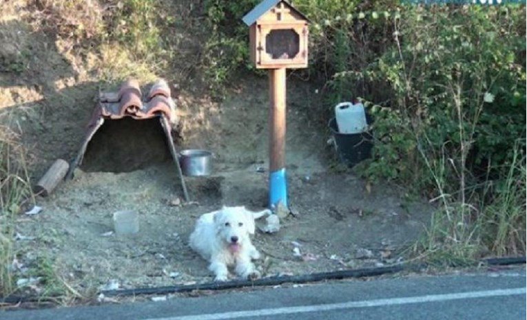 Куче 18 месеци го чека сопственикот на местото каде што загинал во сообраќајна несреќа (ВИДЕО)
