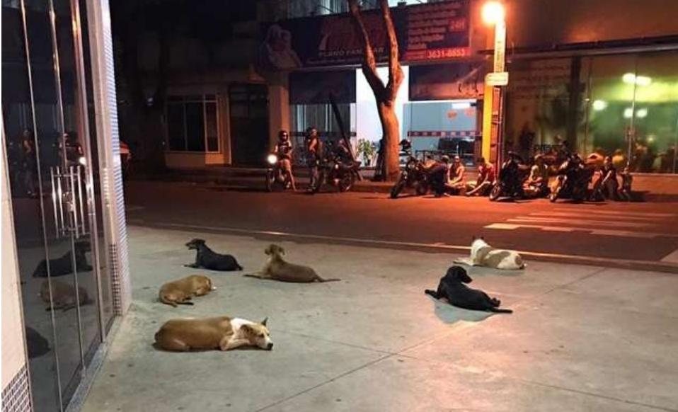 Бездомник заврши во болница: Погледнете што направија неговите пријатели – кучињата скитници (ВИДЕО)