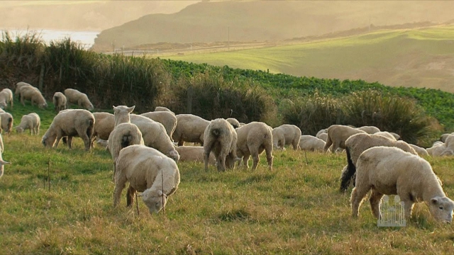 ФОТО: Погледнете како овца се заблагодари на кучето што ги спасило од глутница волци