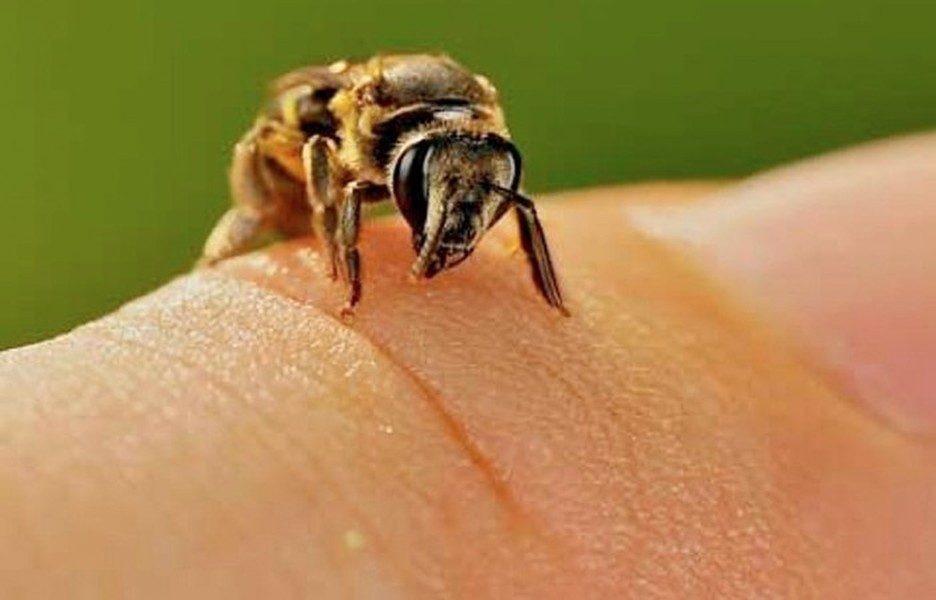 Важни совети за алергијата на убод од пчела и симптомите кои мора да знаете да ги препознаете