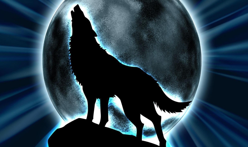 Оваа кратка приказна за волците ќе ви ја раскаже најважната животна лекција