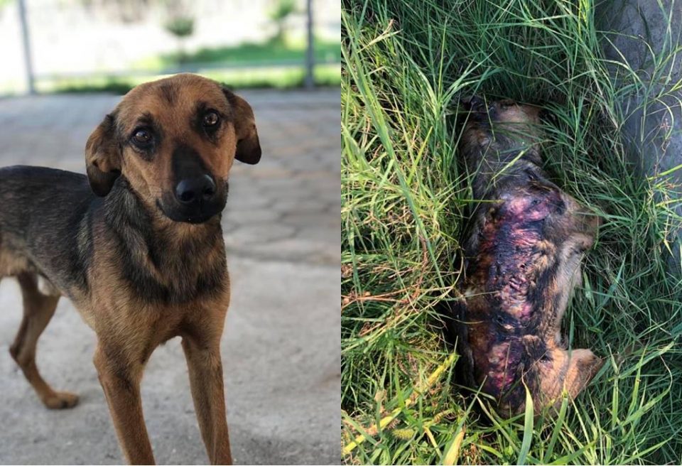 Познат е сторителот кој го уби со вила и запали со бензин кучето во Стојаково- се бара најостра казна