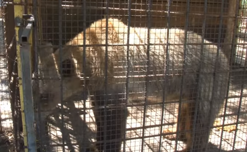 Од глетката ќе ви надојдат солзи: Во несоодветни услови Зоолошката градина во Штип чува мече (ФОТО)