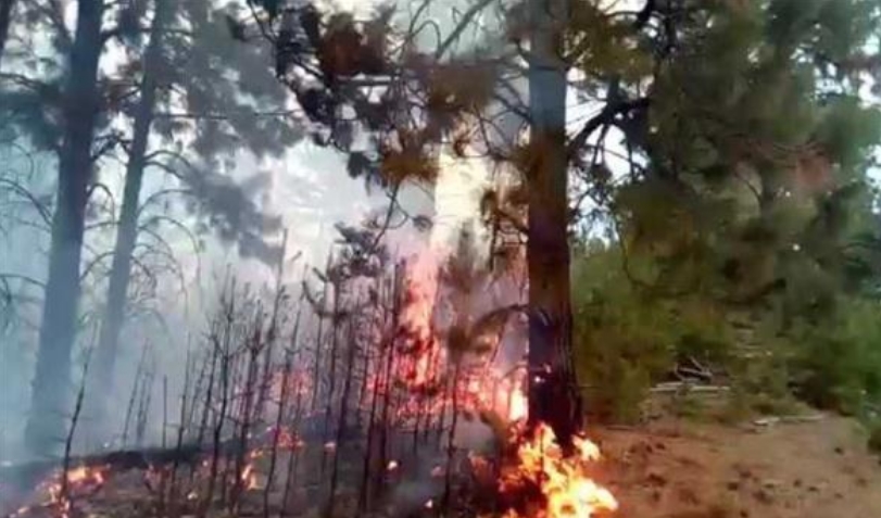 Пожар во Општина Чашка, гори багремова шума