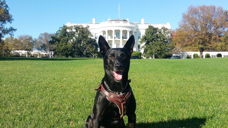 Орден за заслуги за кучето што го одбрани Обама од натрапници