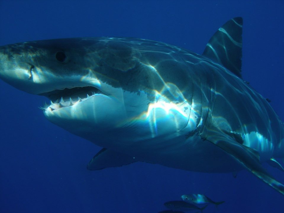 Застрашувачки снимки: Напади на ајкули снимени одблизу