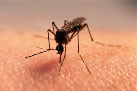 Надежни првични резултати од тестирањето на апчето на „Џонсон енд Џонсон“ против денга-треска
